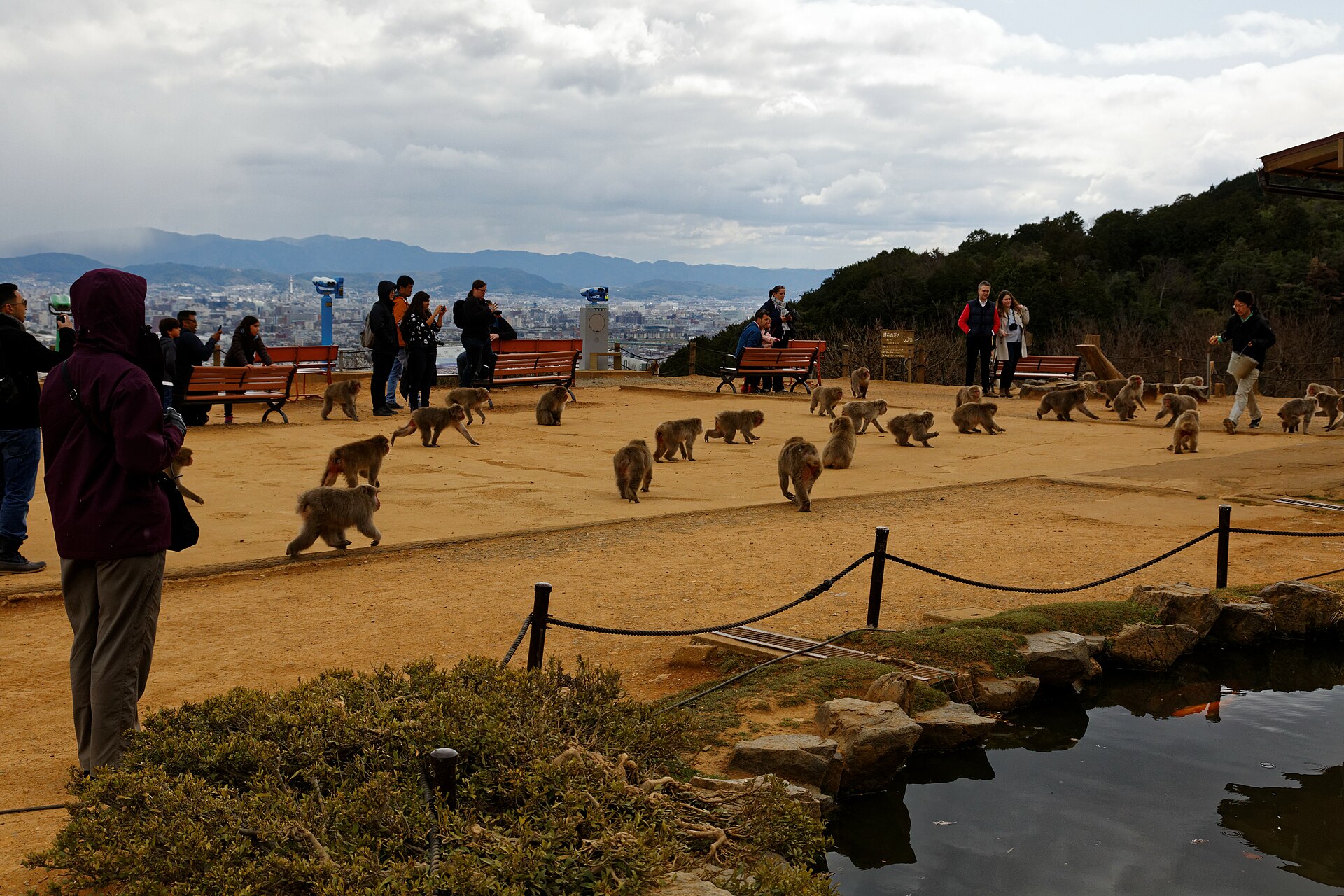 Iwatayama Monkey Park